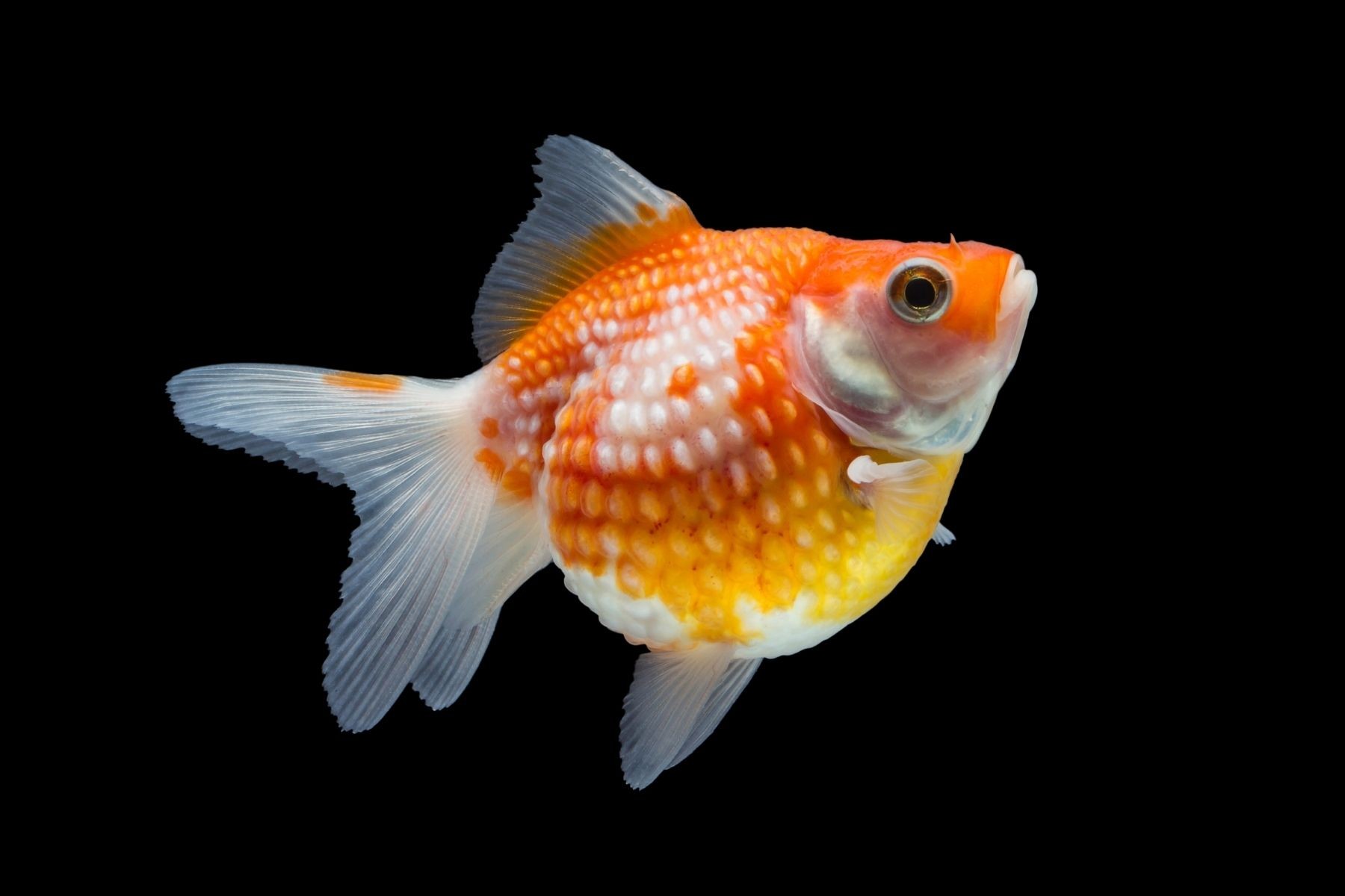 Pearlscale Goldfish